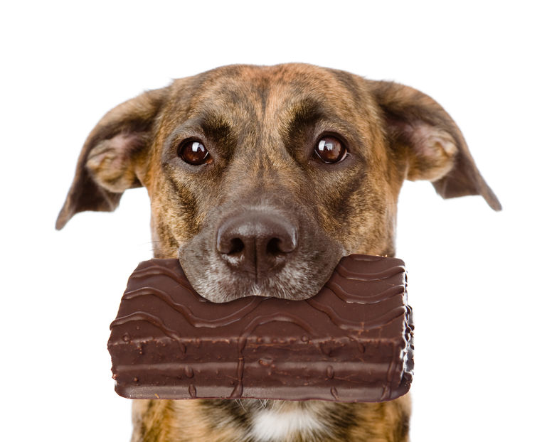 Why is chocolate poisonous to dogs?