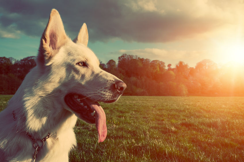 How to prevent heat exhaustion and heatstroke when you are out with your dog this summer