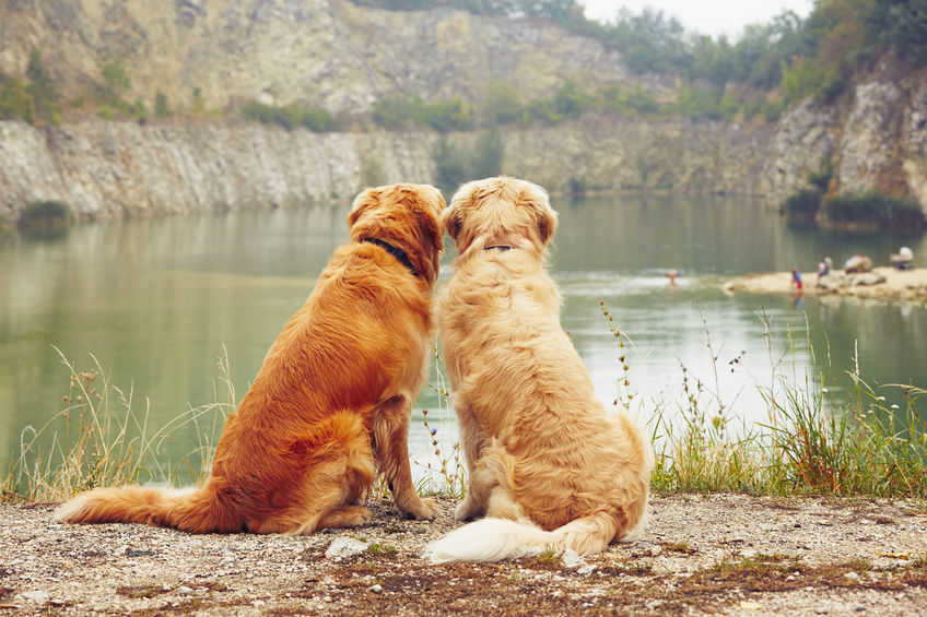 InsePAWrable! Golden retriever brothers show their heartwarming bond