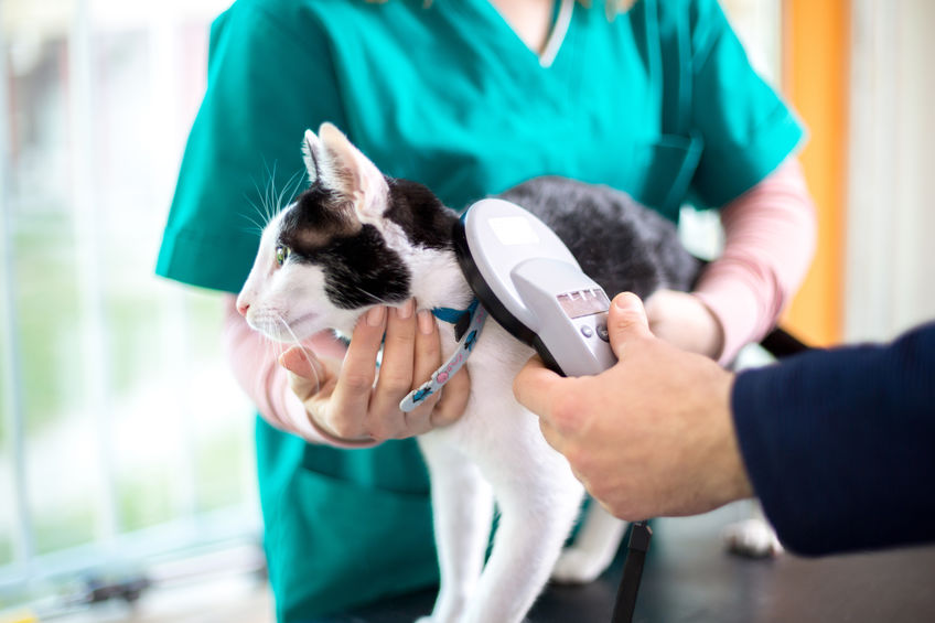 Microchipping: Here's How and Why You Should Do It for Your Pet