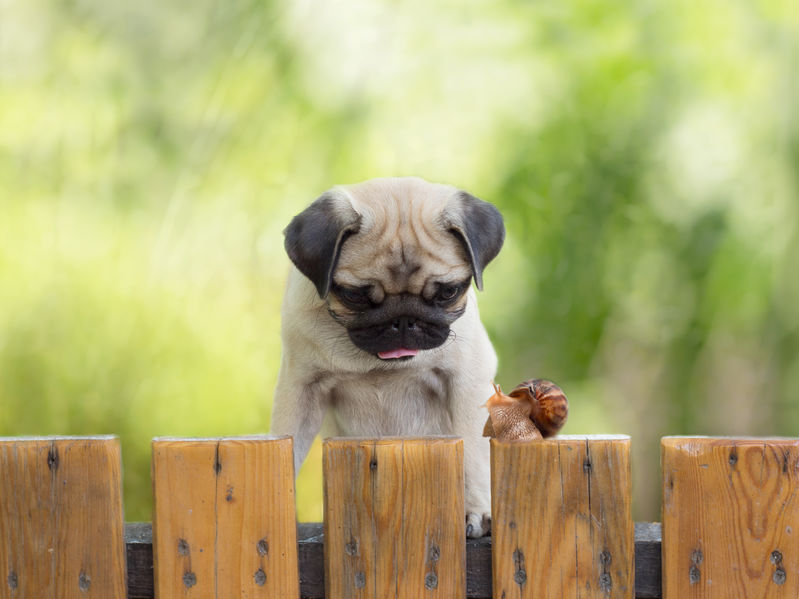 Keep The Peace: 8 Tips For Being A Good Dog Neighbor