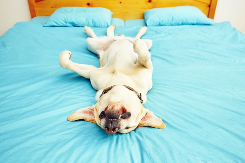 5 ways sleeping with your pet can give you a better night's rest