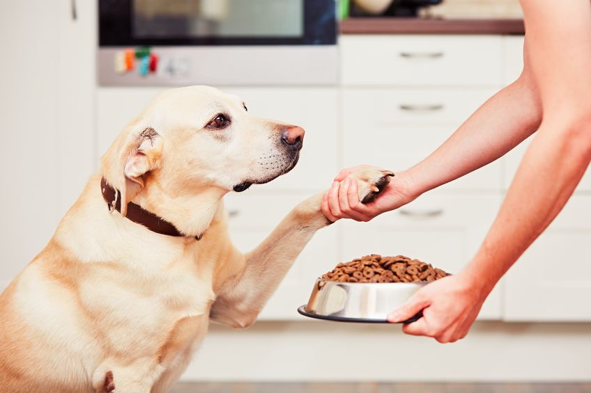 Is dog food safe to eat?