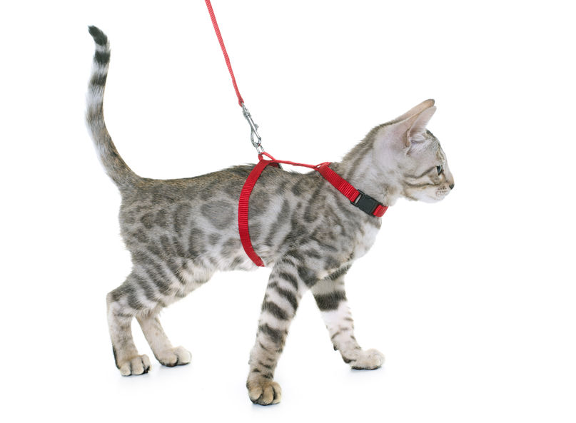 How to walk a cat — a comprehensive guide to a successful stroll with a hesitant pet