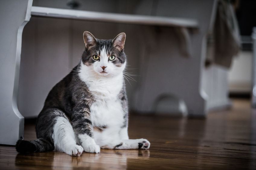 Your Cat's 'Destructive Behavior' Could Be a Result of Your Pet Missing You, Study Finds