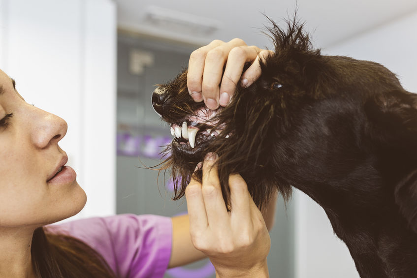 Things you should never do to a dog, according to experts