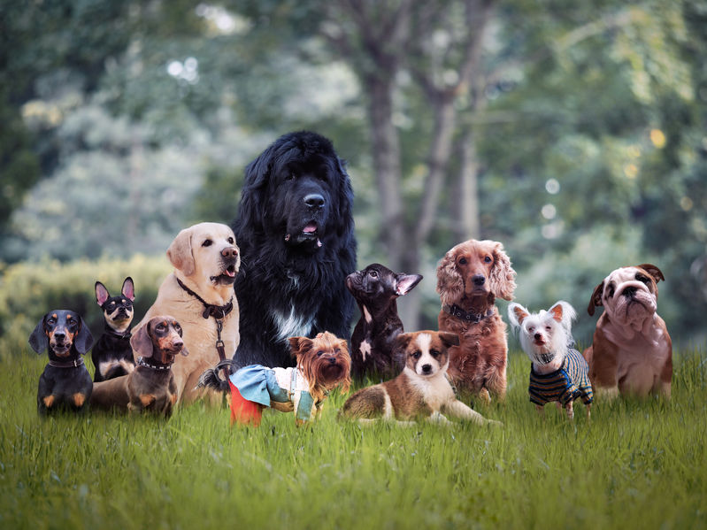 Mother’s Day: 25 Cute Pictures Of Puppies And Their Mama Dogs