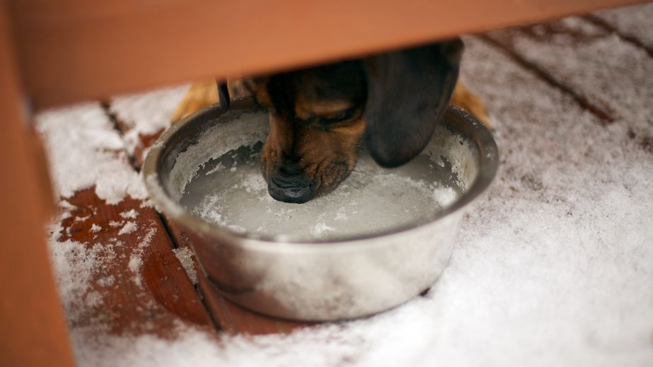 Can Dogs Eat Ice? Is Ice Safe For Dogs?
