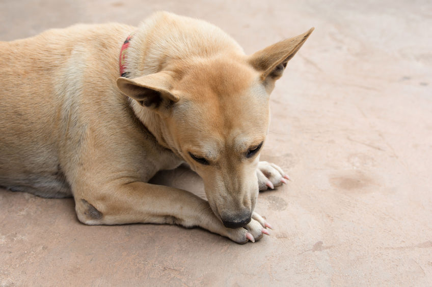 The real reason dogs lick their paws