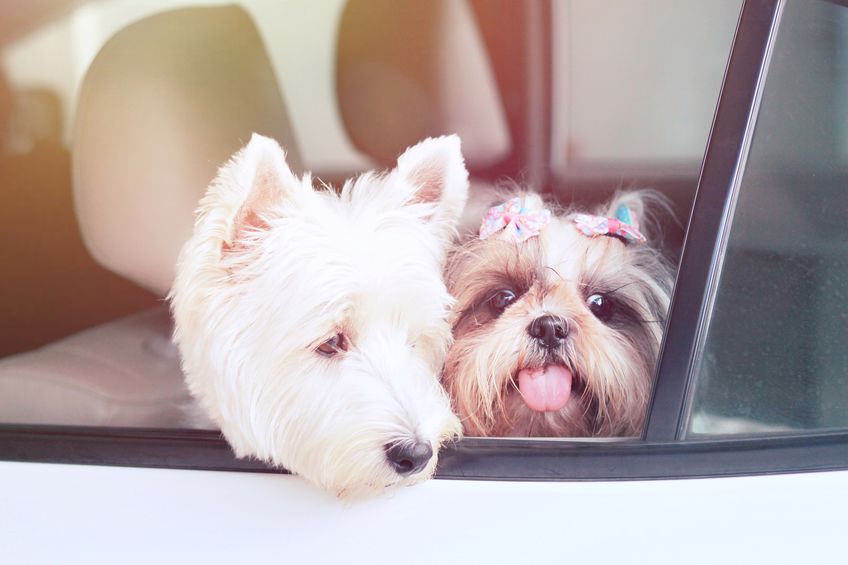 10 Dog Breeds That Look Like Puppies Even When They're Fully Grown