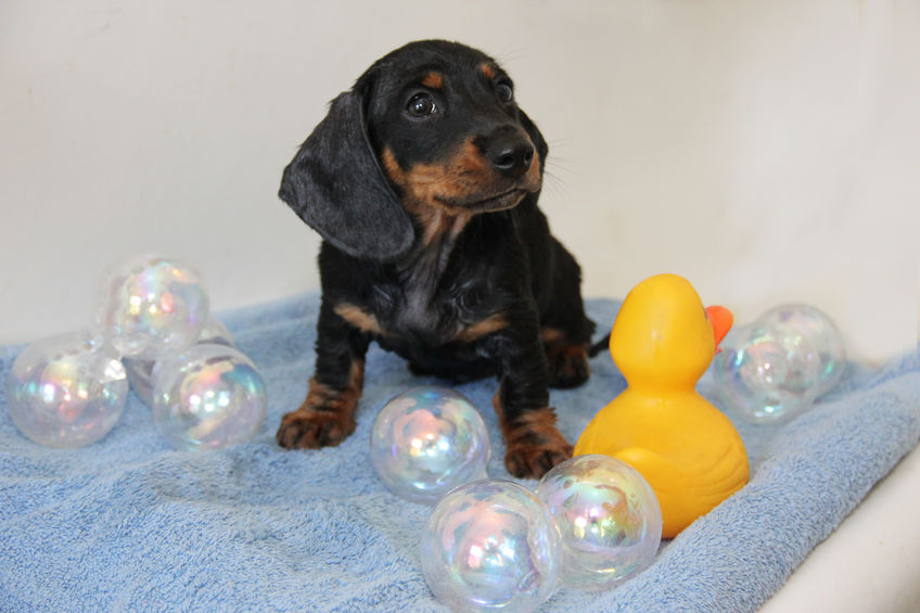 Asda is selling an adorable Sid the Sausage Dog cake