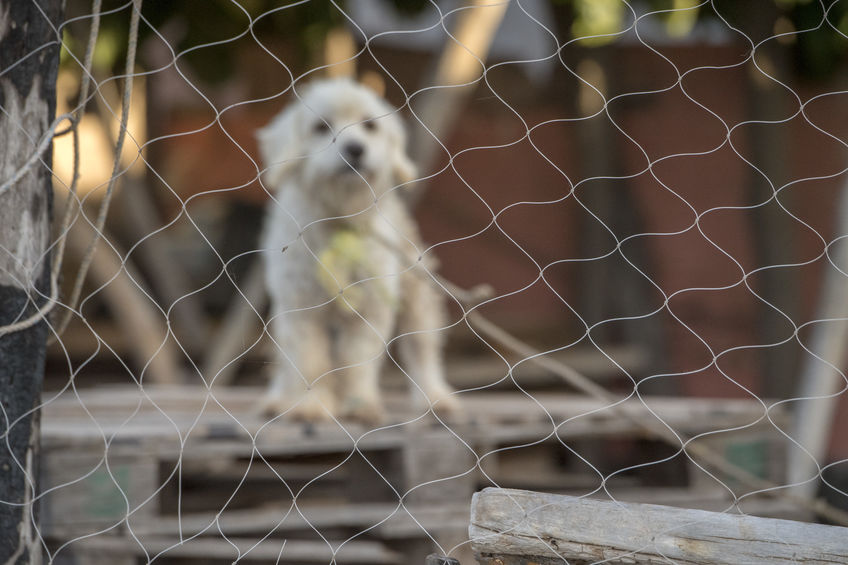 China Will No Longer Classify Dogs as Livestock, Marking Push Toward Dog Meat Ban: Reports