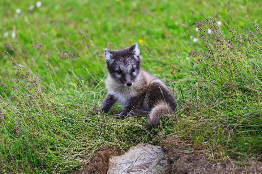 Man Rescues and Brings Home Baby Fox After Mistaking the Little Animal for a Puppy