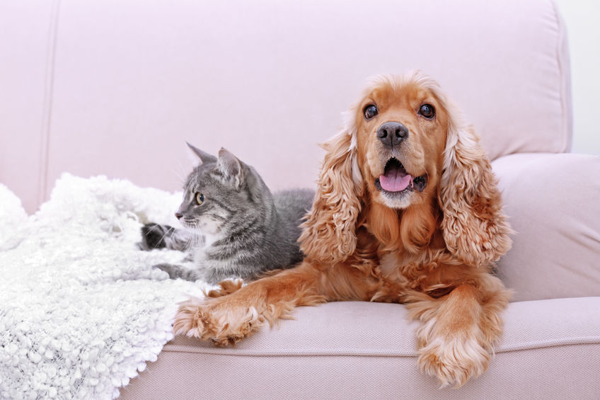 5 dog and cat breeds that can help combat depression, according to a new study