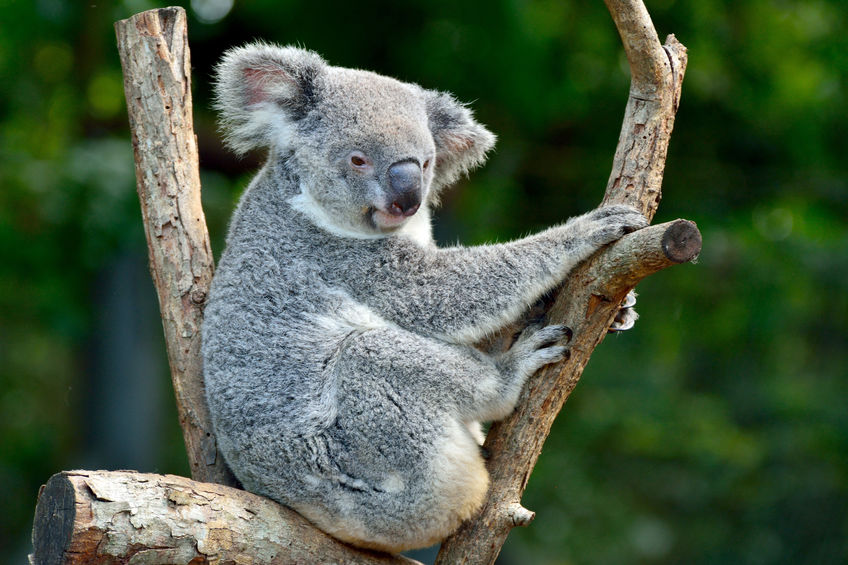 Koalas injured in Australia bushfires re-released into wild