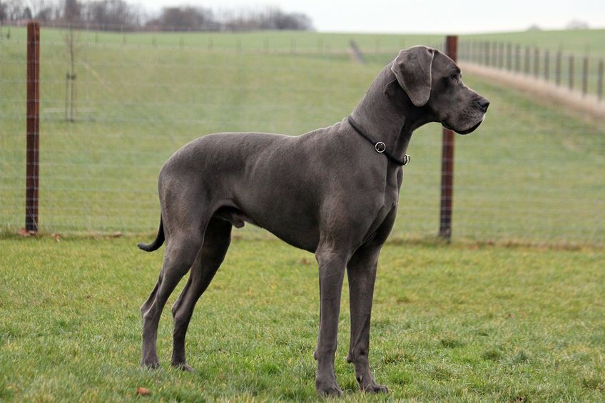 Numbers of one of the UK's largest dog breeds fall to new 50-year low