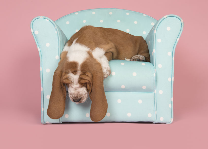 7 Funny, Lazy Dogs Who Refuse To Get Out Of Bed [VIDEOS]