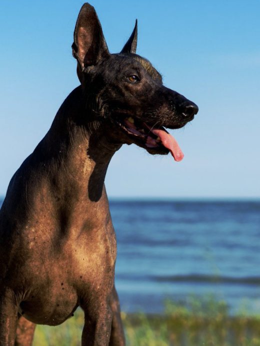 All About the Xoloitzcuintli Dog Breed